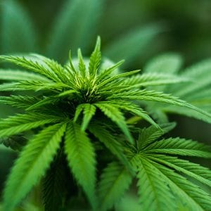 Aussie cannabis blooms in Asia as THC paves inroads with Malaysian Government Aussie cannabis blooms in Asia as THC paves inroads with Malaysian Government